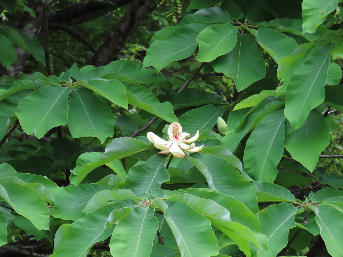 朴木の花: white-boots-walker