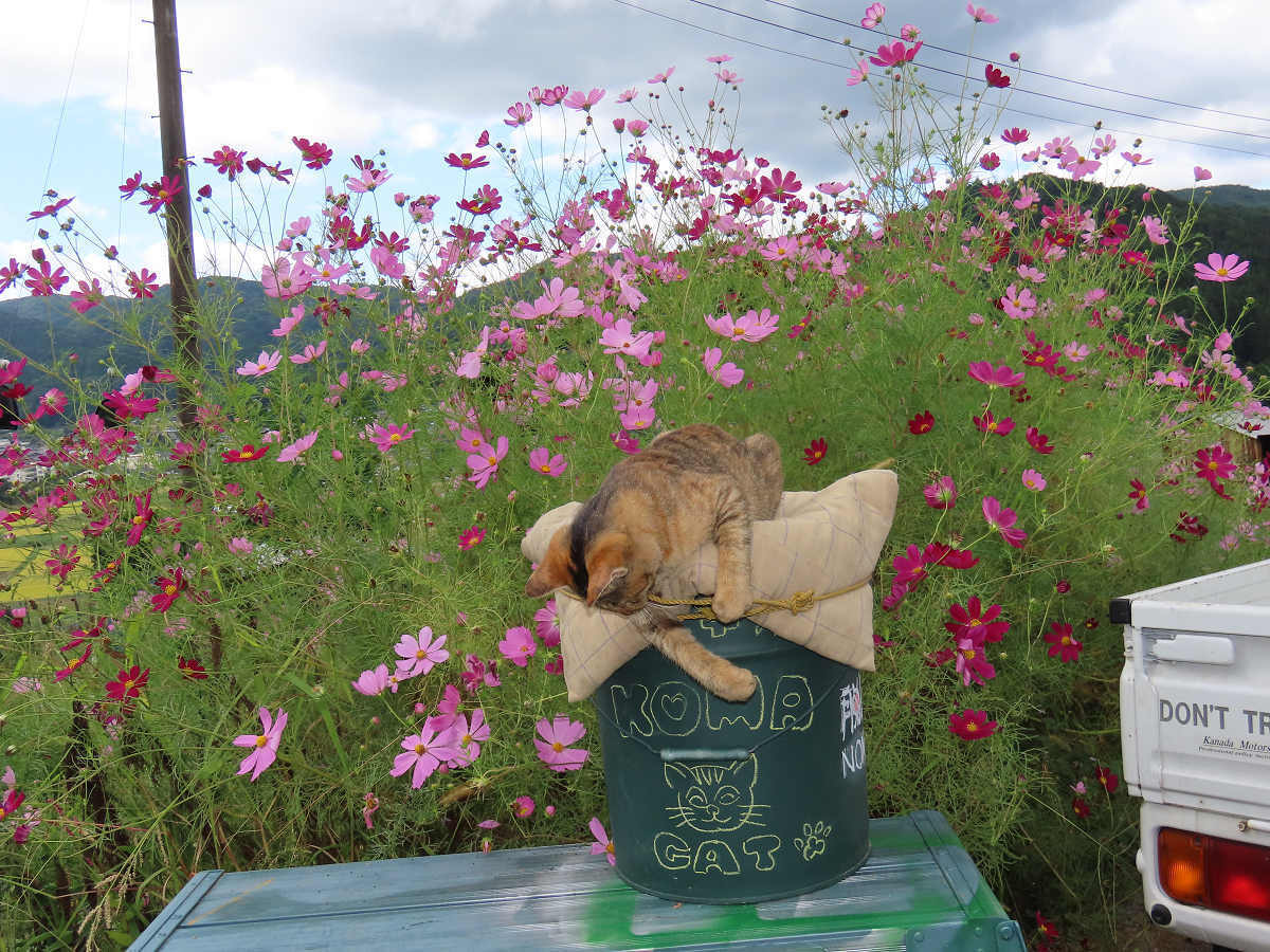 パイプハウス掘り出す whitebootswalker